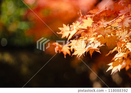 日本 美麗 楓葉 旅遊 背景 楓樹  Maple leaf メープルリーフ 紅葉 モミジ もみじ 118088392