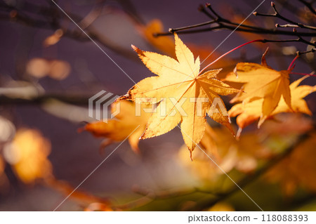 japan beautiful maple leaf travel background maple maple leaf 118088393