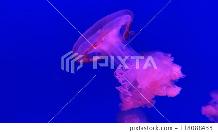 Big jellyfish close view background, marine life creatures Big jellyfish close view background, marine life creatures 118088433