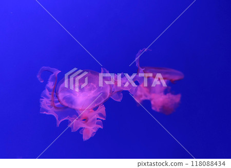 Jellyfish in dark water close view background Jellyfish in dark water close view background 118088434
