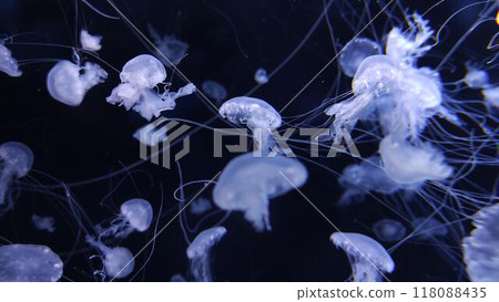 Jellyfish in dark water close view background Jellyfish in dark water close view background 118088435