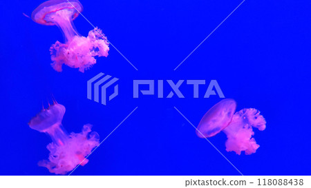 Big jellyfish close view background, marine life creatures 118088438
