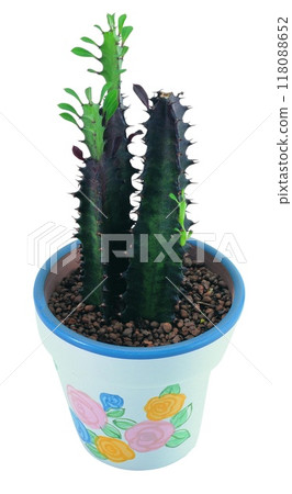 Cactus in a pot close view, potted cactuses isolated over white background 118088652