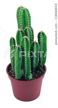 Cactus in a pot close view, potted cactuses isolated over white background Cactus in a pot close view, potted cactuses isolated over white background 118088654