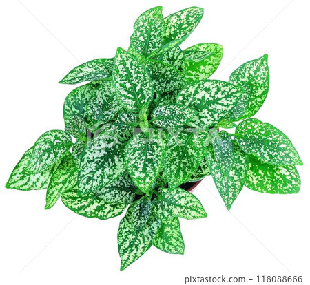 Potted flowers and plants isolated over white background 118088666