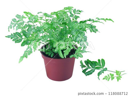 Potted flowers and plants isolated over white background 118088712
