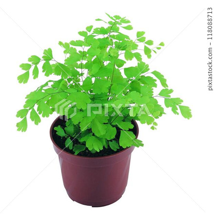 Potted flowers and plants isolated over white background 118088713