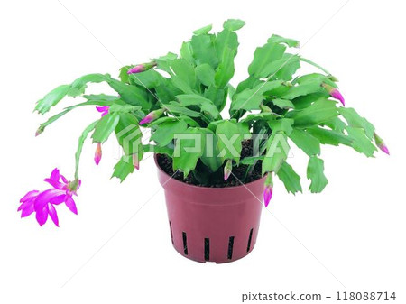 Potted flowers and plants isolated over white background 118088714