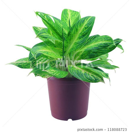 Potted flowers and plants isolated over white background 118088723