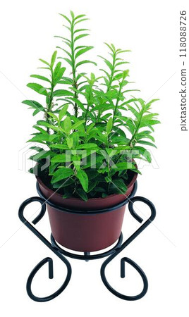 Potted flowers and plants isolated over white background Potted flowers and plants isolated over white background 118088726