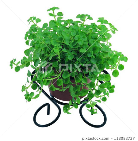 Potted flowers and plants isolated over white background Potted flowers and plants isolated over white background 118088727