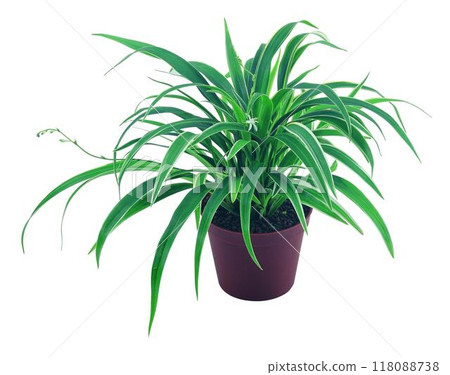 Potted flowers and plants isolated over white background Potted flowers and plants isolated over white background 118088738