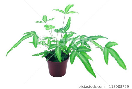 Potted flowers and plants isolated over white background Potted flowers and plants isolated over white background 118088739