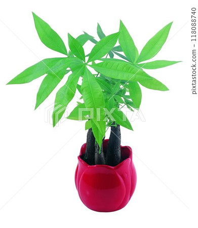 Potted flowers and plants isolated over white background Potted flowers and plants isolated over white background 118088740