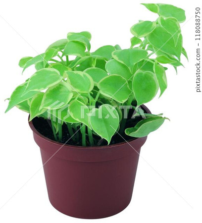 Potted flowers and plants isolated over white background Potted flowers and plants isolated over white background 118088750