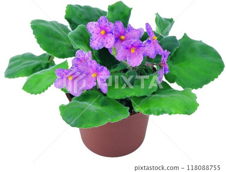 Potted flowers and plants isolated over white background Potted flowers and plants isolated over white background 118088755