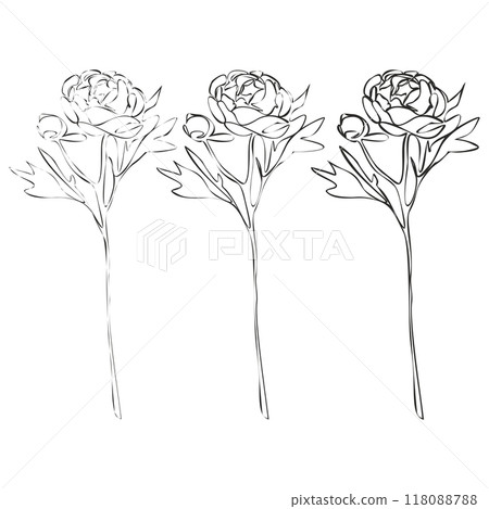 Set of Peony continuous line drawing. Botanical Coloring. Floral Line Art. Flower Coloring Page. Set of Peony continuous line drawing. Botanical Coloring. Floral Line Art. Flower Coloring Page. 118088788