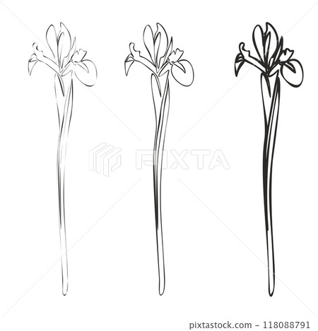 Set of Iris continuous line drawing. Botanical Coloring. Floral Line Art. Flower Coloring Page. Set of Iris continuous line drawing. Botanical Coloring. Floral Line Art. Flower Coloring Page. 118088791