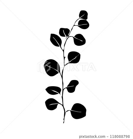 Eucalypthus Black and white silhouette. Botanical Black silhouette isolated on white background Eucalypthus Black and white silhouette. Botanical Black silhouette isolated on white background 118088798