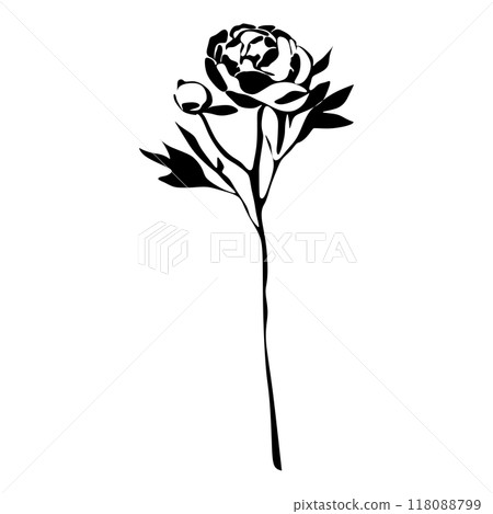 Peony Black and white silhouette. Botanical Black silhouette isolated on white background Peony Black and white silhouette. Botanical Black silhouette isolated on white background 118088799