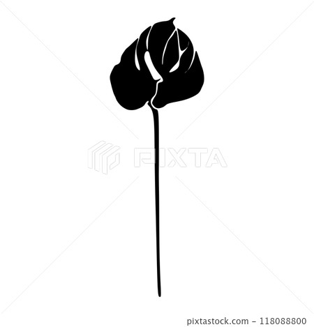 Anthurium Black and white silhouette. Botanical Black silhouette isolated on white background 118088800