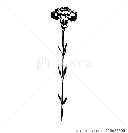 Dianthus Black and white silhouette. Botanical Black silhouette isolated on white background 118088806