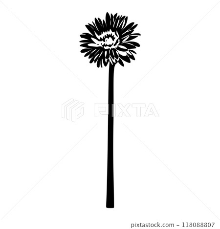 Gerbera Black and white silhouette. Botanical Black silhouette isolated on white background 118088807