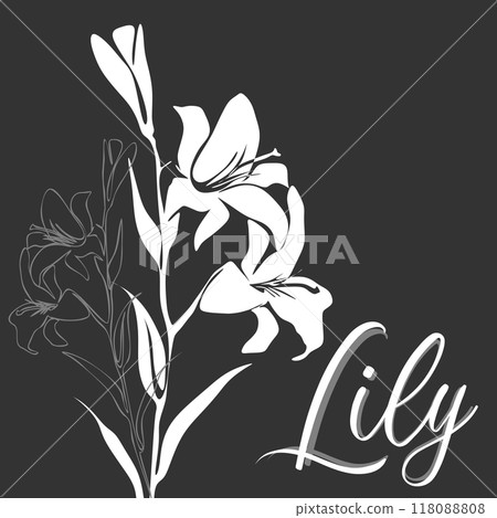 Lily for logo, decorations, card. invitation. Hand drawn white line and silhouette 118088808