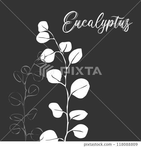 Eucalypthus for logo, decorations, card. invitation. Hand drawn white line and silhouette Eucalypthus for logo, decorations, card. invitation. Hand drawn white line and silhouette 118088809