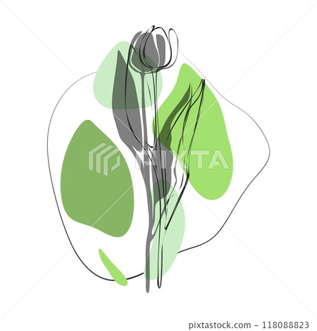Tulip for logo, decorations, card. invitation. Hand drawn transparent line and silhouette background Tulip for logo, decorations, card. invitation. Hand drawn transparent line and silhouette background 118088823