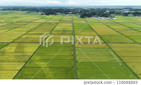Aerial view of ripe rice fields in the countryside 118088883