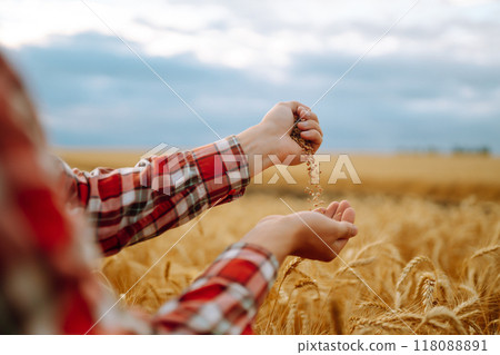 The Hands Of A Farmer Close-up Holding A Handful Of Wheat Grains In A Wheat Field. Rich Harvest. 118088891