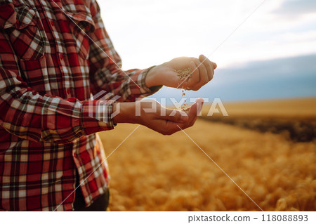 The Hands Of A Farmer Close-up Holding A Handful Of Wheat Grains In A Wheat Field. Rich Harvest. The Hands Of A Farmer Close-up Holding A Handful Of Wheat Grains In A Wheat Field. Rich Harvest. 118088893