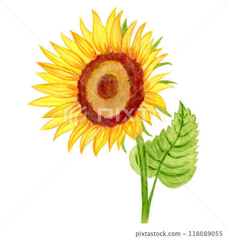 Isolated object-107. Sunflower 1, watercolour illustration. 118089055