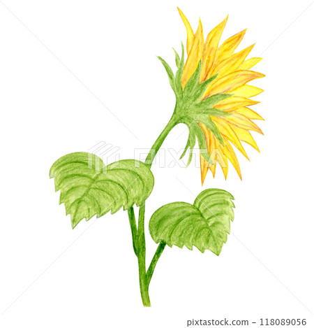 Isolated object-108. Sunflower 2, watercolour illustration. 118089056