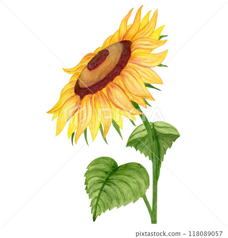 Isolated object-109. Sunflower 3, watercolour illustration. Isolated object-109. Sunflower 3, watercolour illustration. 118089057