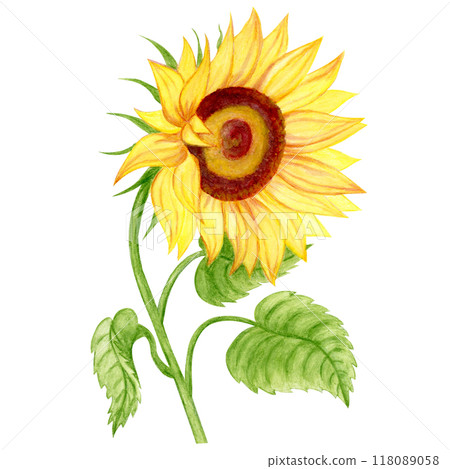 Isolated object-110. Sunflower 4, watercolour illustration. Isolated object-110. Sunflower 4, watercolour illustration. 118089058