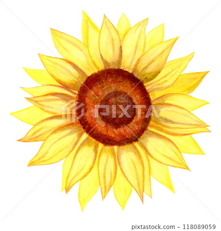 Isolated object-111. Sunflower 5, watercolour illustration. 118089059