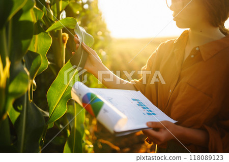 Business woman farmer stands in corn field with clipboard, examines corn on cob. Agriculture concept Business woman farmer stands in corn field with clipboard, examines corn on cob. Agriculture concept 118089123