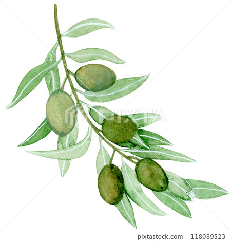 Isolated object-96. Olive tree branch, isolated on white background. 118089523