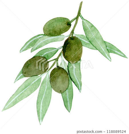 Isolated object-97. Olive tree branch, isolated on white background. 118089524