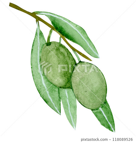 Isolated object-99. Olive tree branch, isolated on white background. 118089526