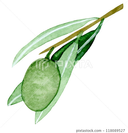 Isolated object-100. Olive tree branch, isolated on white background. 118089527
