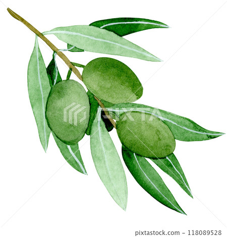 Isolated object-101. Olive tree branch, isolated on white background. 118089528