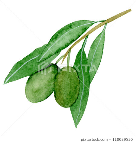 Isolated object-103. Olive tree branch, isolated on white background. Isolated object-103. Olive tree branch, isolated on white background. 118089530