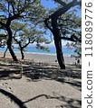 Pine trees in Miho no Matsubara 118089776
