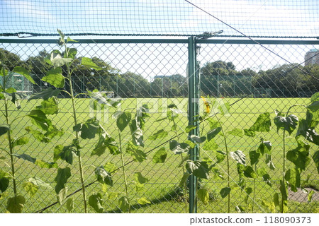 Green grass ground and sunflowers blooming on the fence 118090373