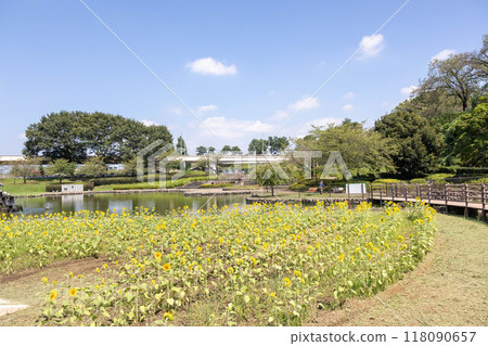 群馬縣前橋市前橋公園、幸野池、向日葵田 118090657