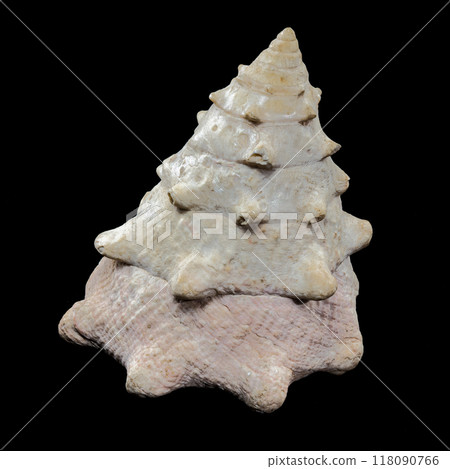 Tectus dentatus Seashell on a black background Tectus dentatus Seashell on a black background 118090766