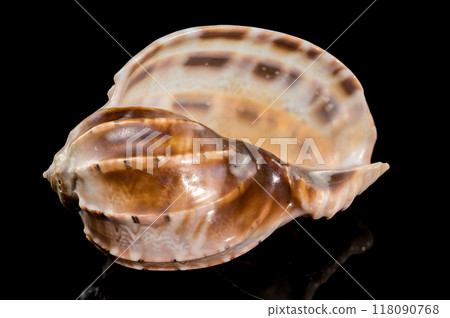 Harpa articularis Seashell on a black background 118090768